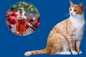 is rosehip oil safe for cats