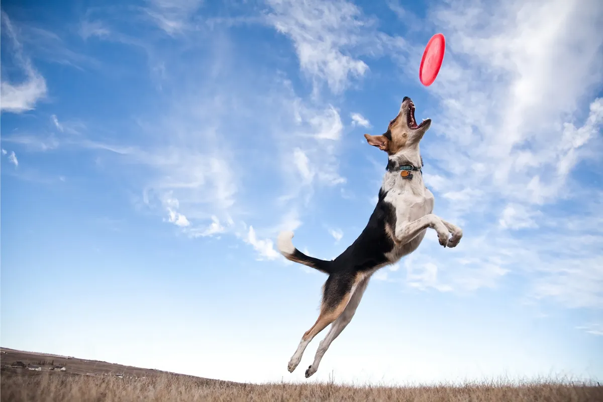 5 Best Dog Breeds For Playing Frisbee