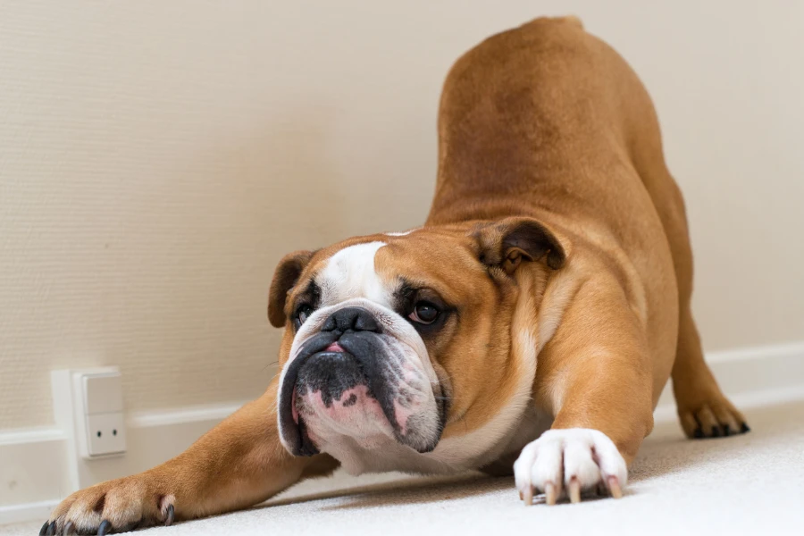 english bulldog