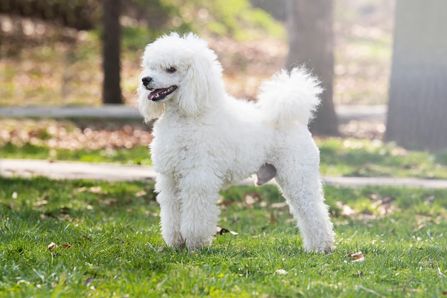 poodle
