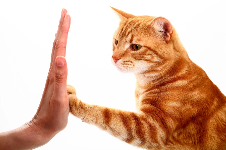 teaching your cat to give a high five
