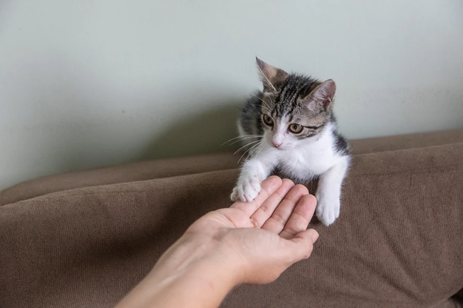 teaching your cat to give a paw shake