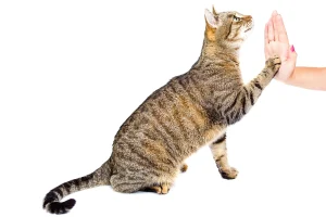 tricks you can teach your cat