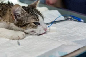 when to euthanize a cat with seizures