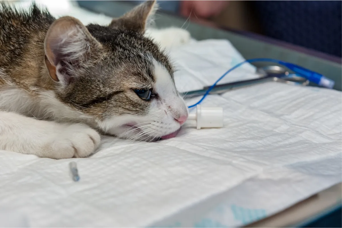When To Euthanize A Cat With Seizures