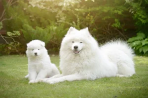 big white fluffy dogs