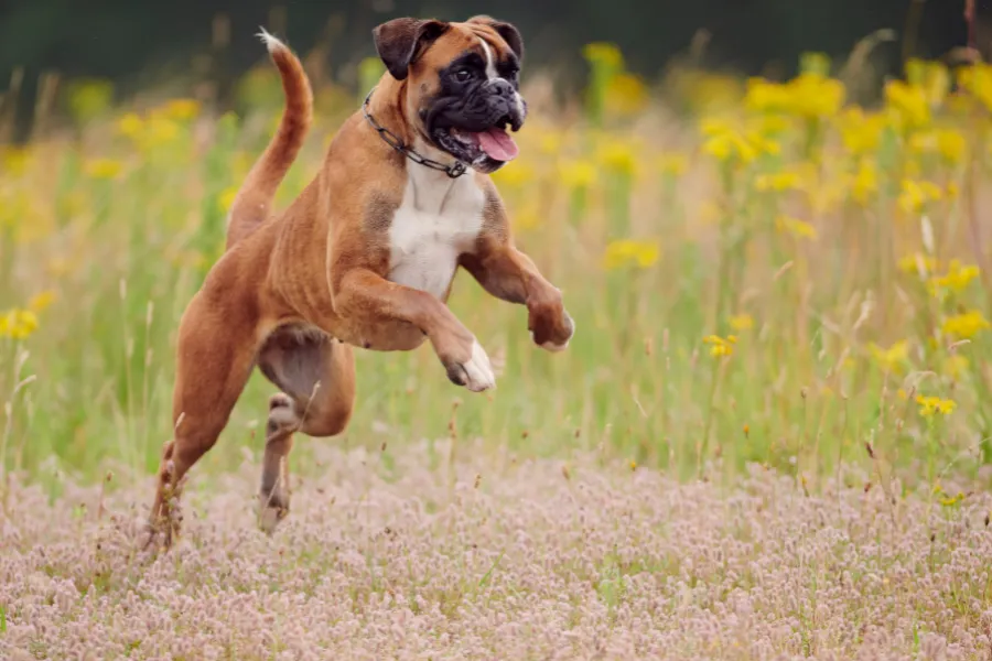 boxer