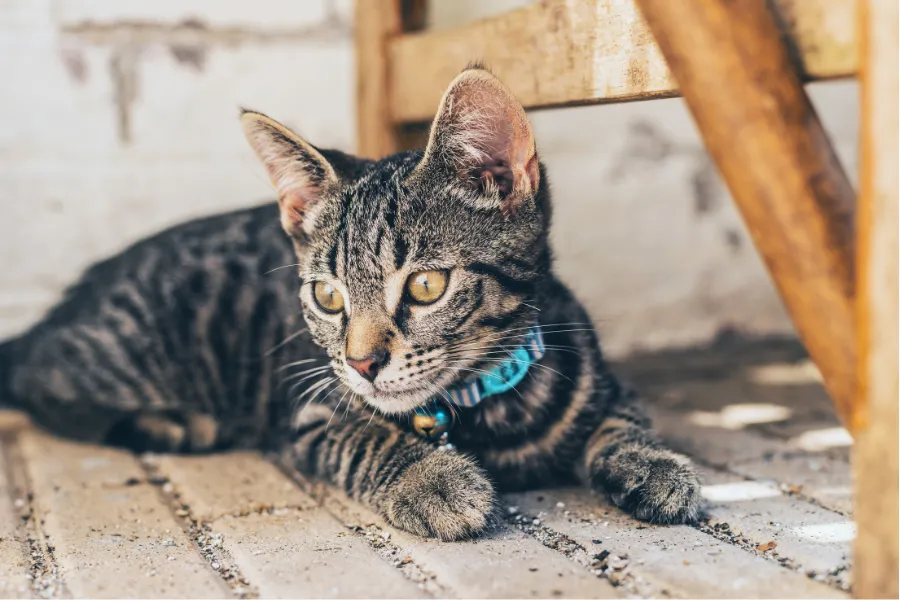 grey tabby cat1