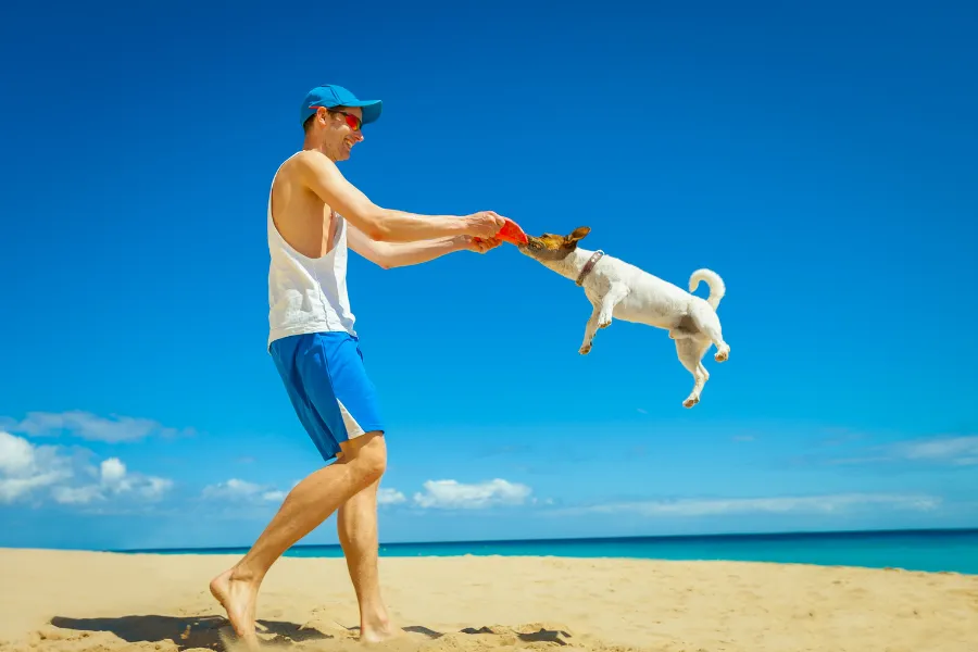 jack russell terrier