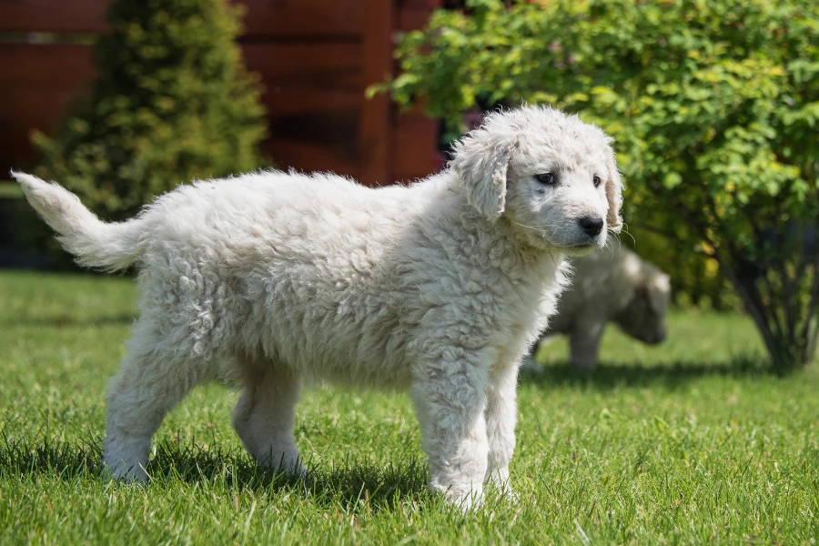 kuvasz