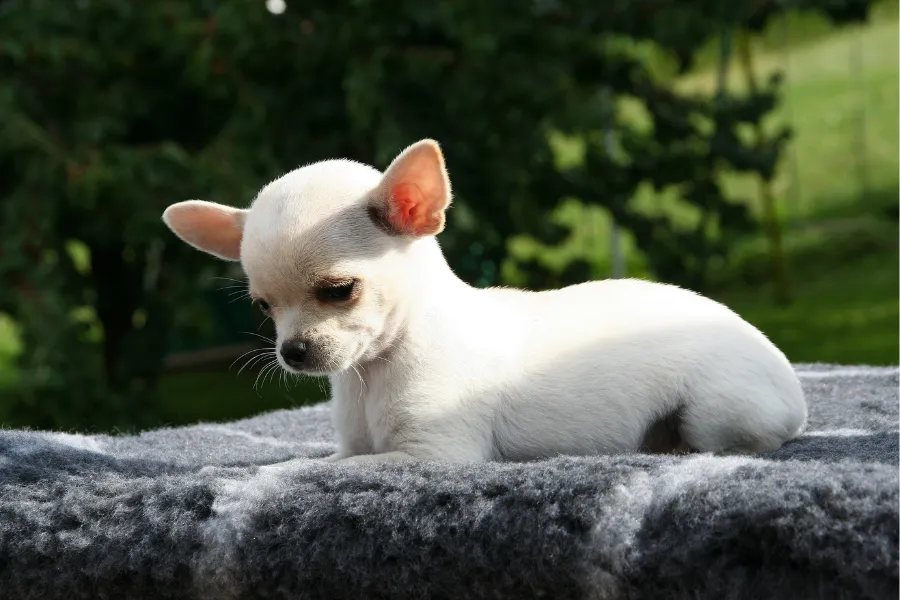 white deer head chihuahua