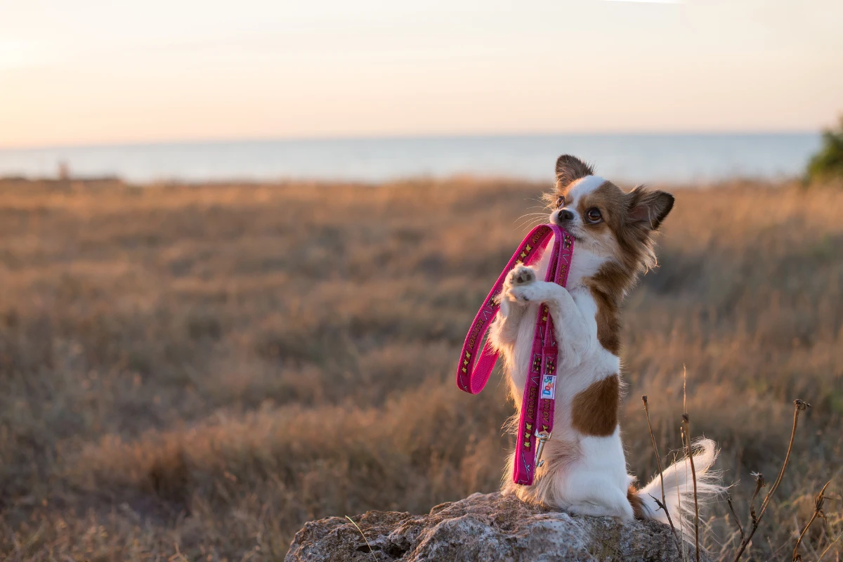best dog leash for hiking