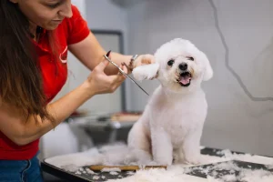 best grooming tool for poodles