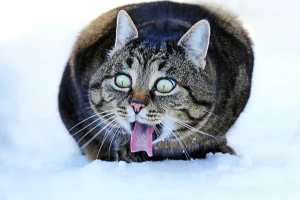 cat coughing with tongue out