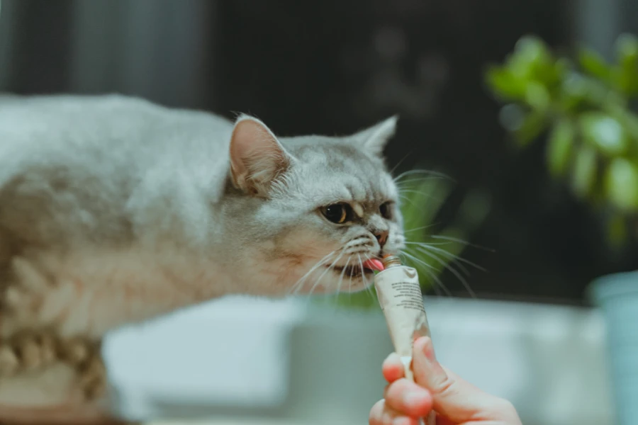 cat is eating treat