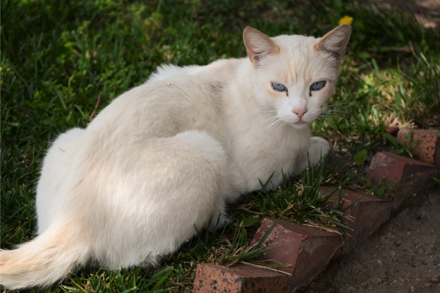 flame point siamese in backyard