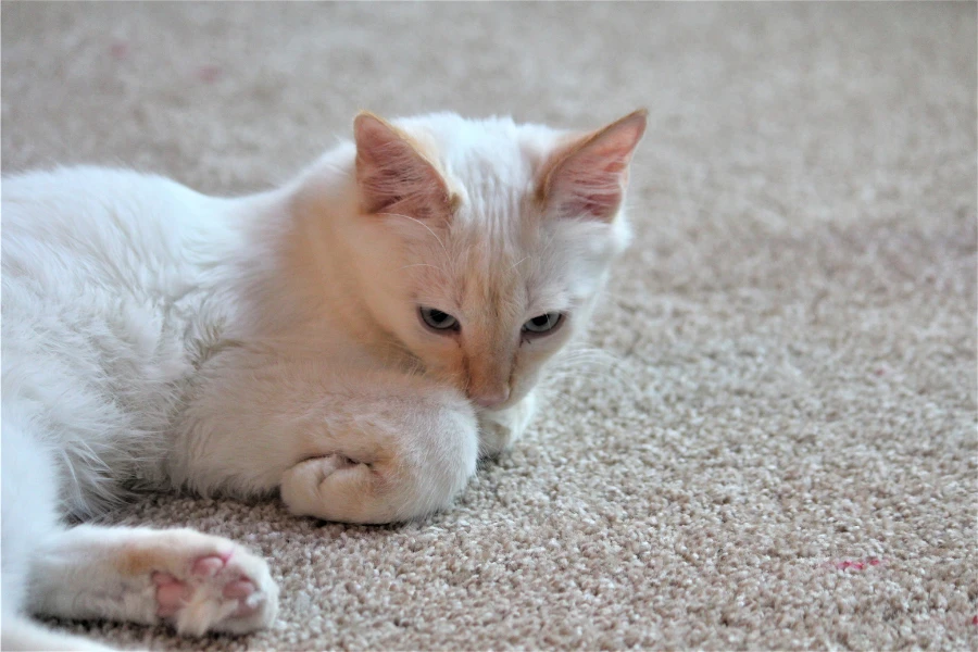 flame point siamese is laying down