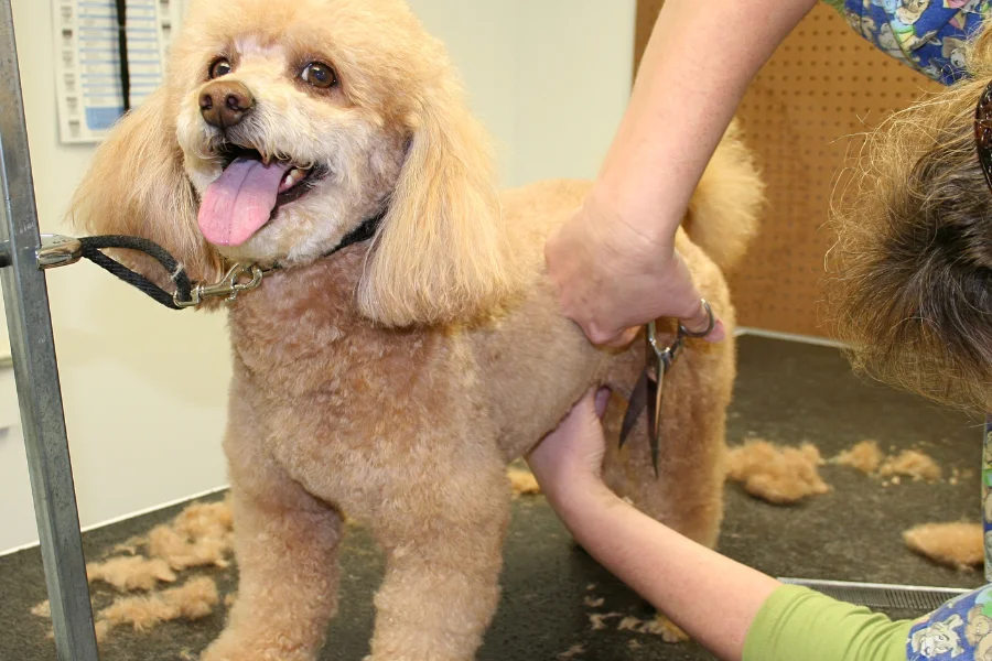grooming poodle with scissor