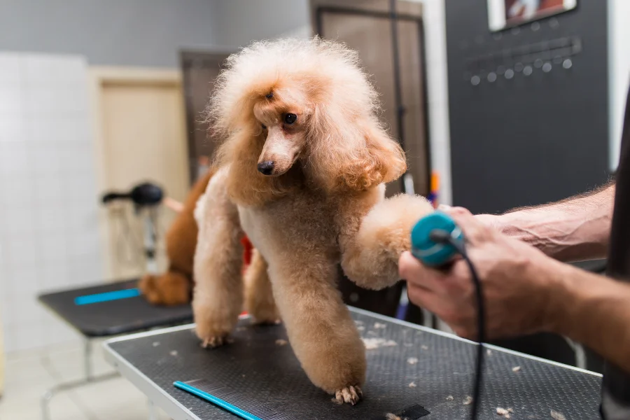 grooming poodle with trimer