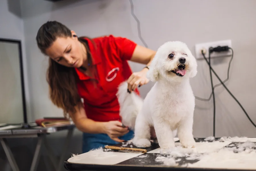 grooming poodle