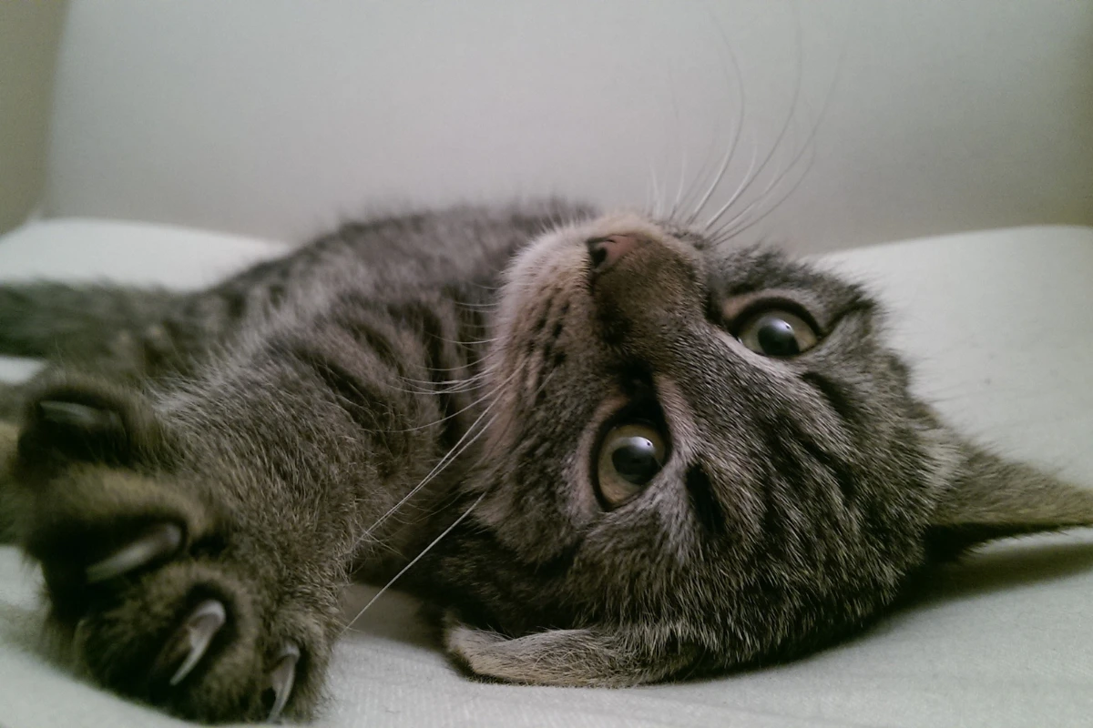 Signs Of Infection After Neutering Cat Comprehensive Guide