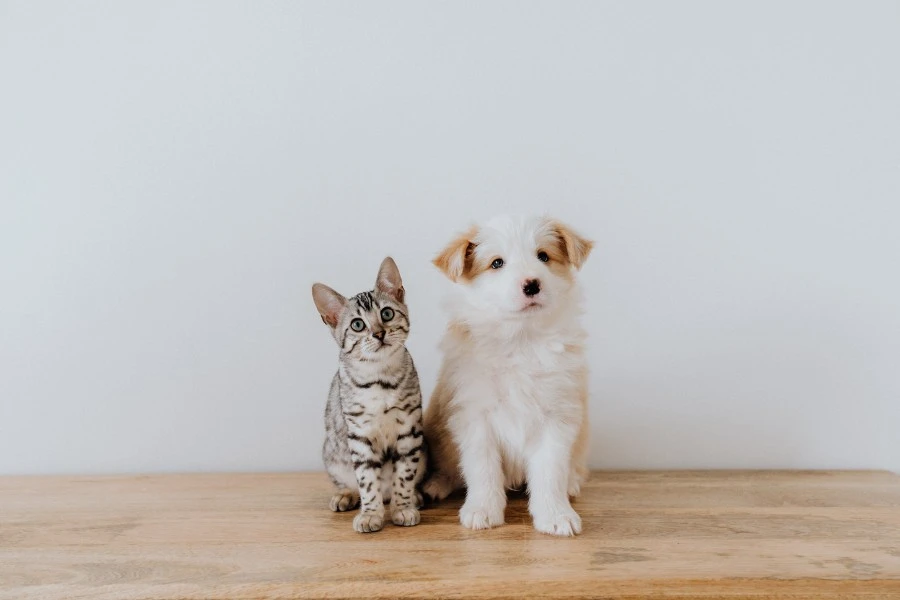 biological differences between cats and dogs