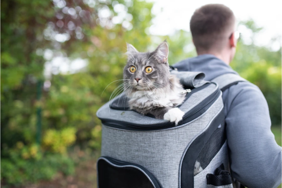 a cat in a backpack looking at something