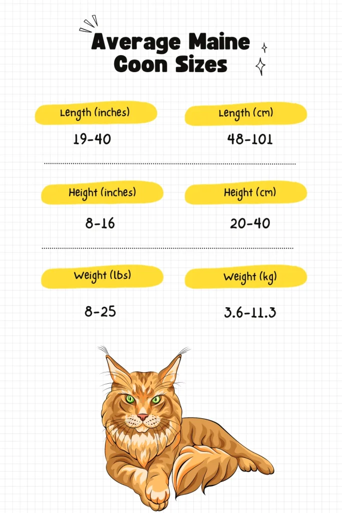 Weight Maine Coon 3 Months Maine Coon Weight Chart KCVMGJ Weight Maine Coon 3 Months Maine Coon Weight Chart KCVMGJ