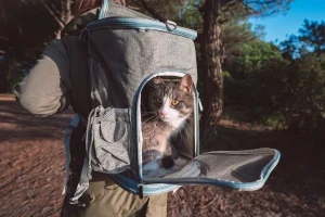 carrying cat in backpack