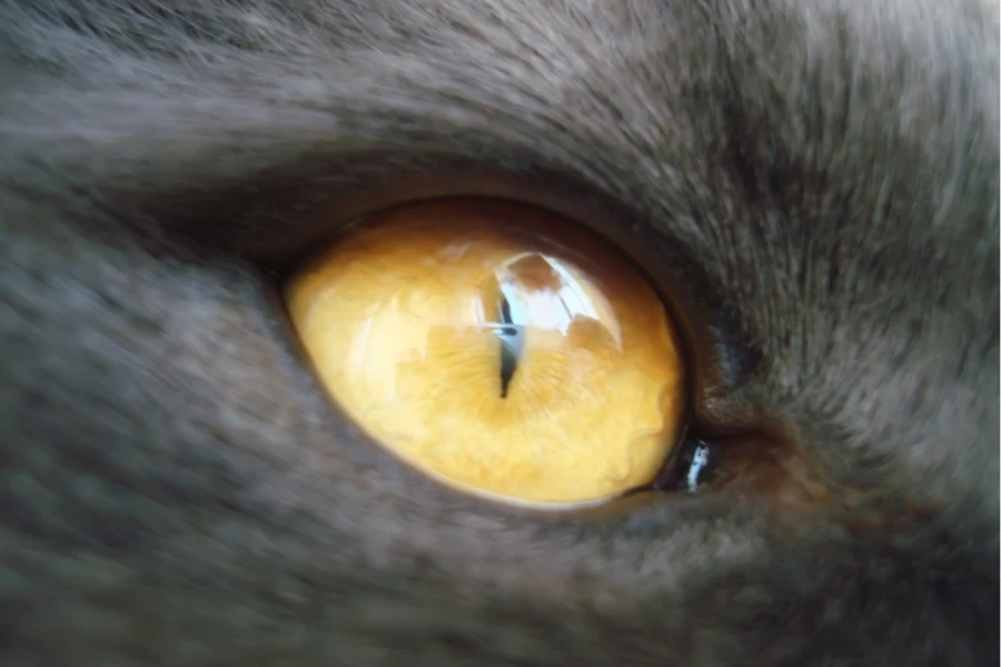 cats with gold eyes
