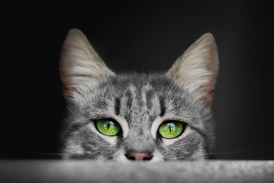 cats with green eyes
