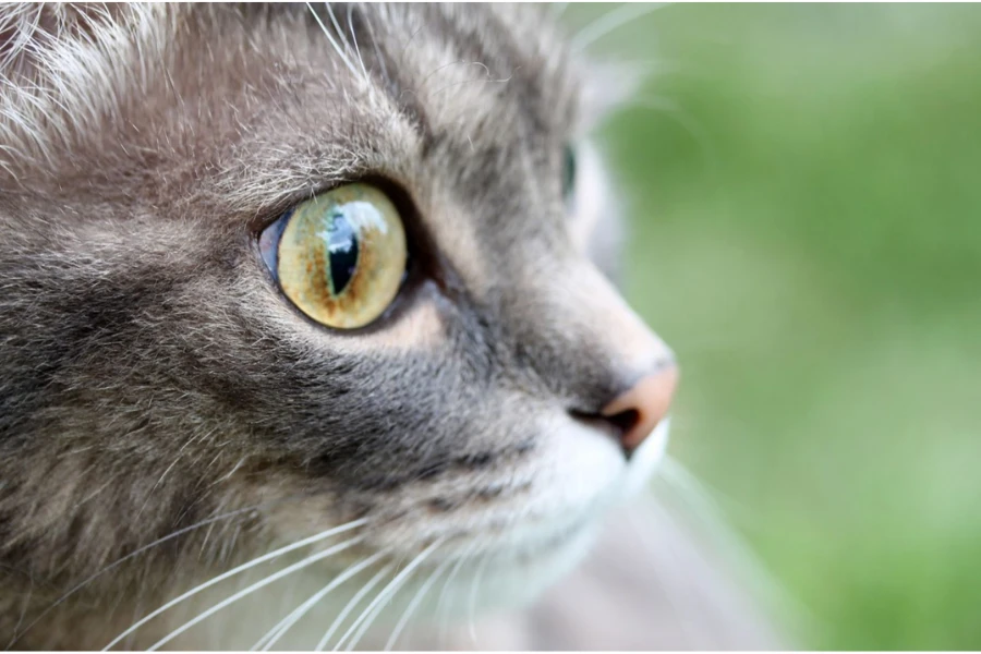 cats with hazel eyes