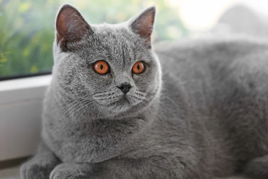 cats with orange eyes