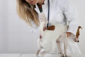 dog anus gland removal cost